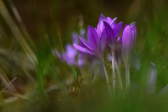 aszofoweb_06
