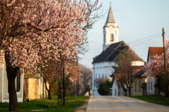 aszofoweb_10